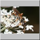 Mellinus crabroneus - Grabwespe w27 12mm - OS-Wallenhorst Sandgrube.jpg